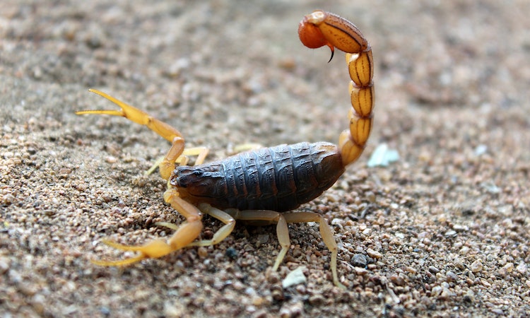Arizona Common Pest Directory: Identify & Combat Yard Intruders